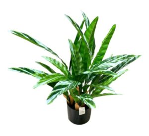 PLANTAS VERDES CON BASE