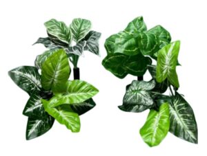 PLANTITAS VERDES