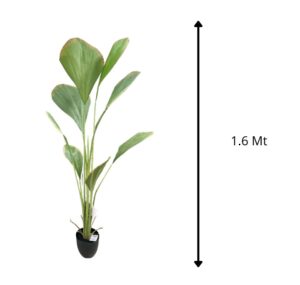 PALMERA 1.6 MTS