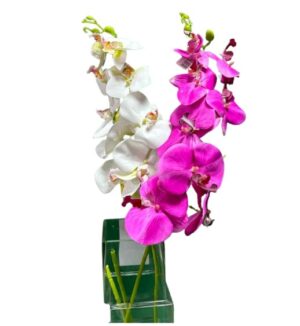 ORQUIDEA EN VARA
