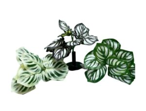PLANTITAS VERDES X9