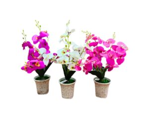 ORQUIDEAS CON MACETA