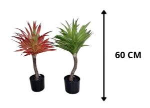 PLANTA DRÁCAENA 60 CM