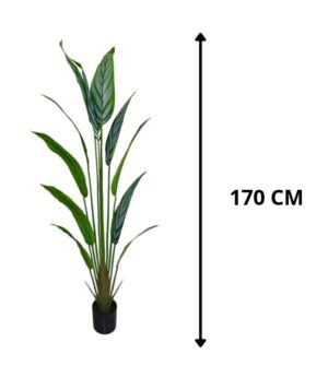 PLANTA CALATHEA 170 CM